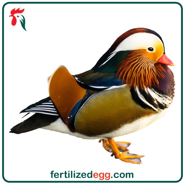 تخم نطفه دار اردک ماندارین